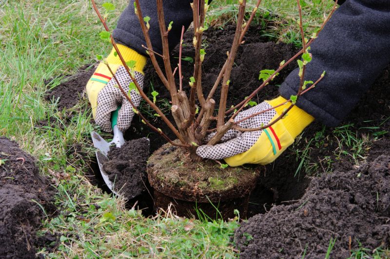 Boxwood Planting in Honolulu, HI