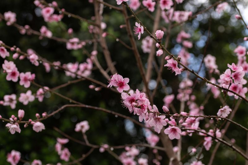 Japanese Cherry Tree Planting in Ventura County, CA