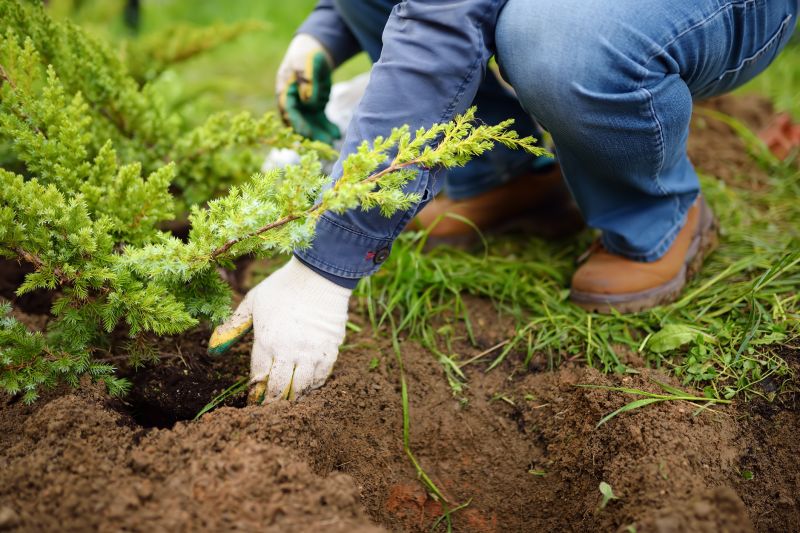 Ornamental Tree Planting in Honolulu, HI