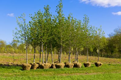 Privacy Trees Planting in Honolulu, HI