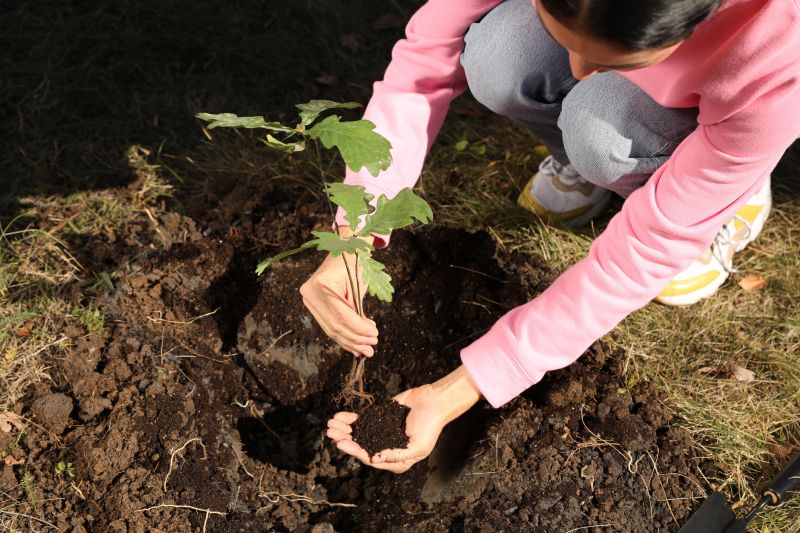 Dogwood Tree Planting in Honolulu, HI