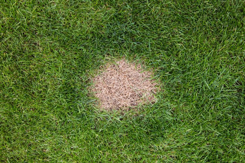 Grass Patching in Honolulu, HI