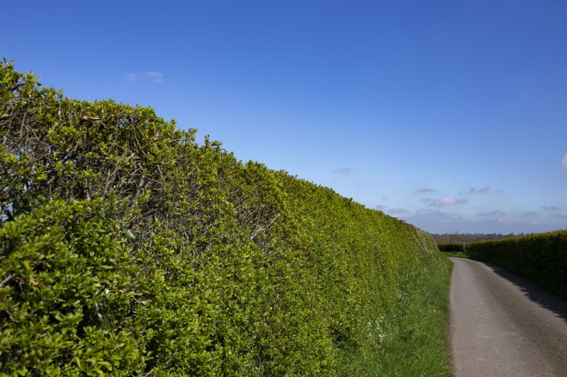 Hedge Replacement in Honolulu, HI
