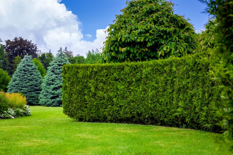 Hedge Replacement in Ventura County, CA