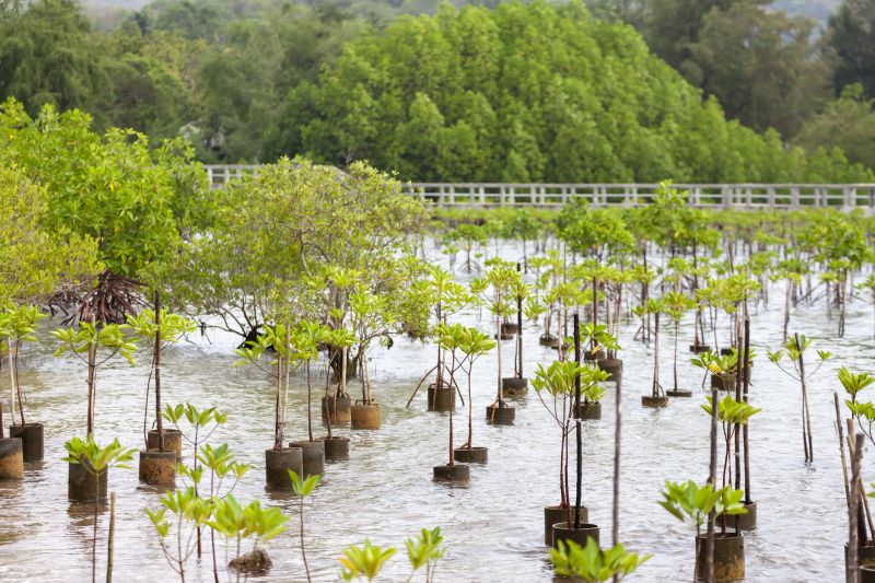 Magnolia Tree Planting in Ventura County, CA