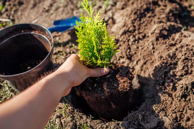 Magnolia Tree Planting in Honolulu, HI