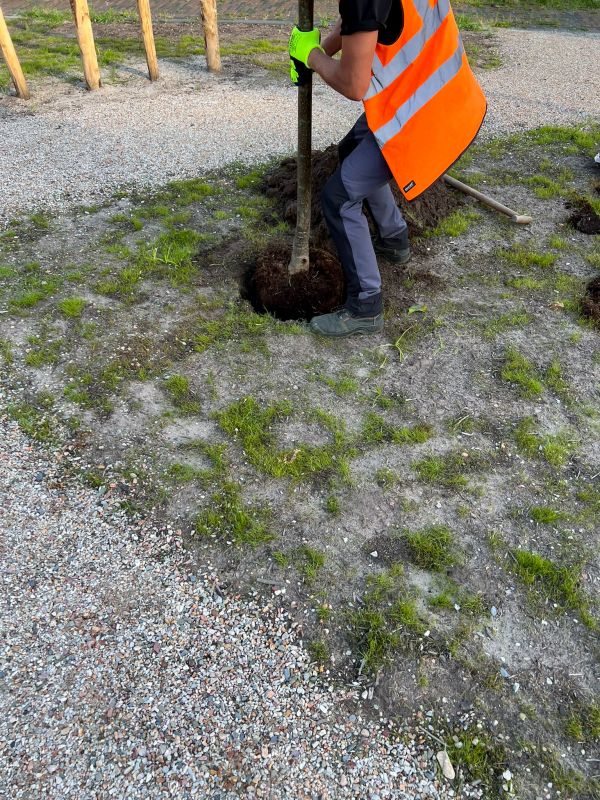 Oak Tree Planting in Honolulu, HI