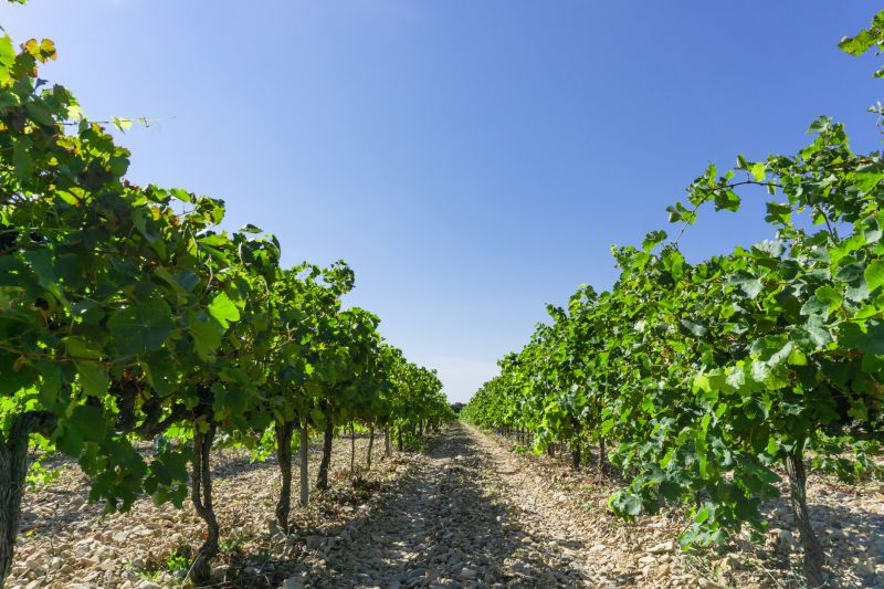 Orchard Planting in Ventura County, CA