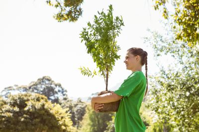 Pear Tree Planting in Ventura County, CA