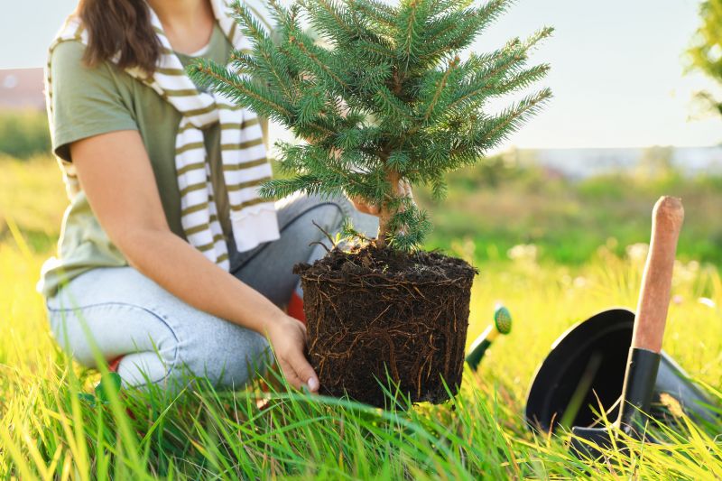 Pine Tree Planting in Ventura County, CA