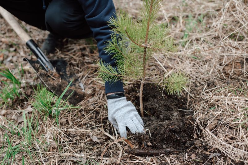 Privacy Trees Planting in Ventura County, CA