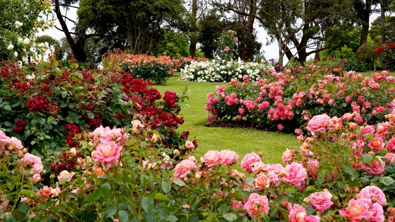 Rose Bush Planting in Ventura County, CA
