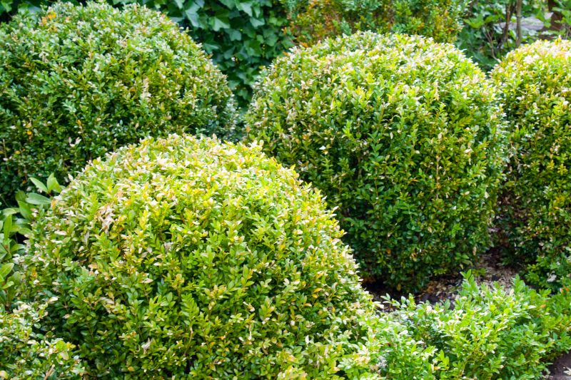 Shrub Care Service in Reno, NV