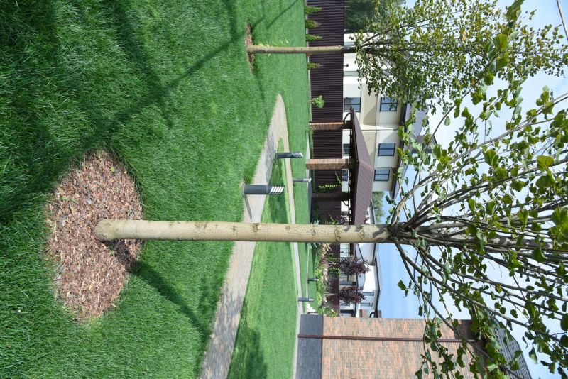 Tree Planting Service in Honolulu, HI